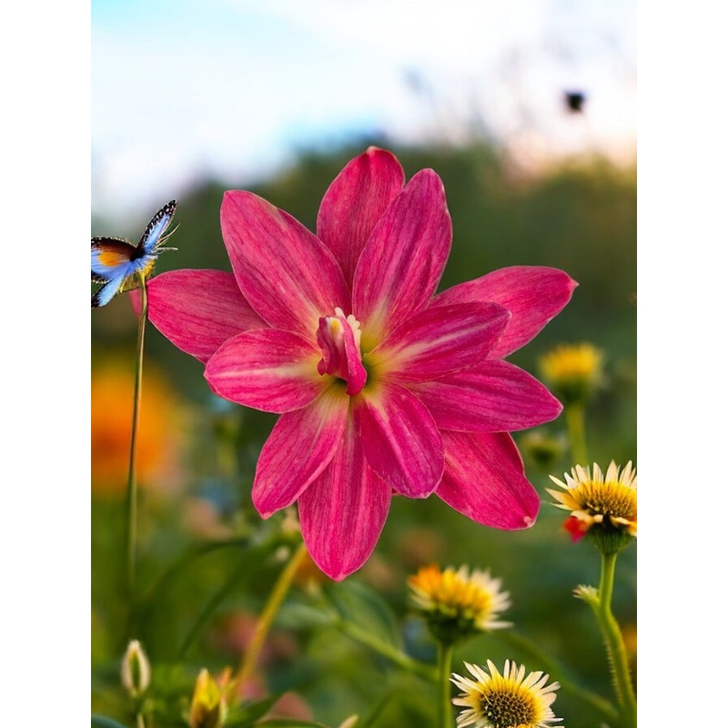 Rain Lily Pink Happiness