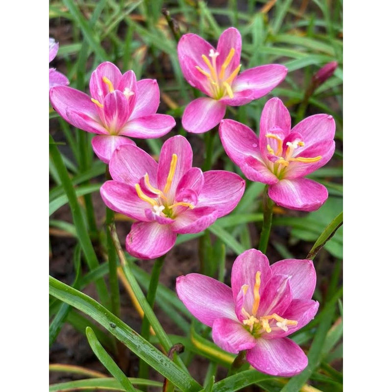 Rain Lily Pink Pearl