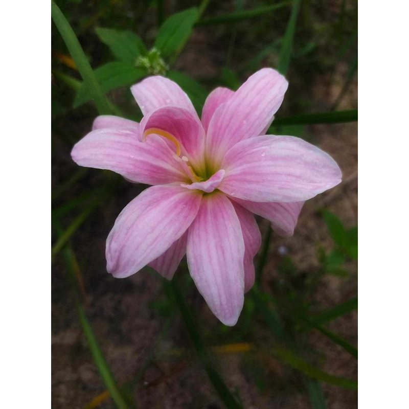 Rain Lily Pink Stripe