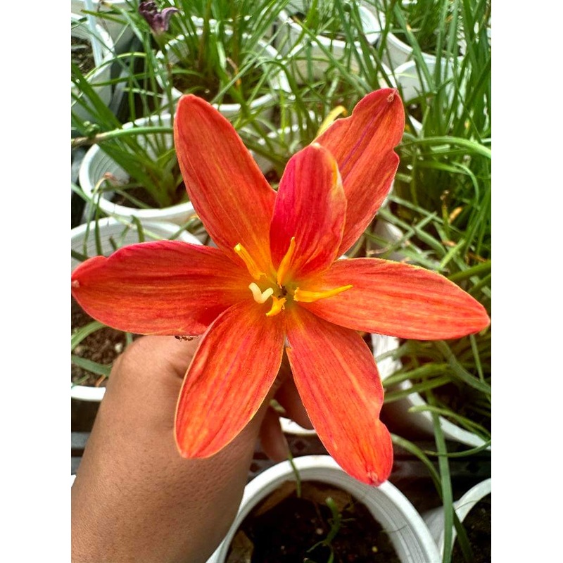 Rain Lily Pinmook..500