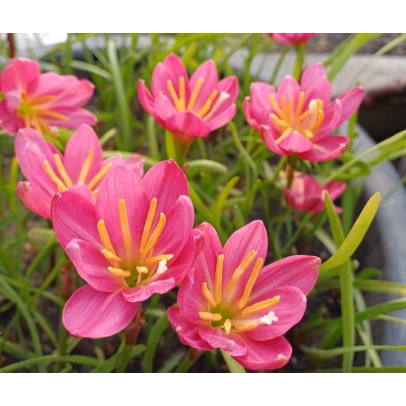Rain Lily Praewa