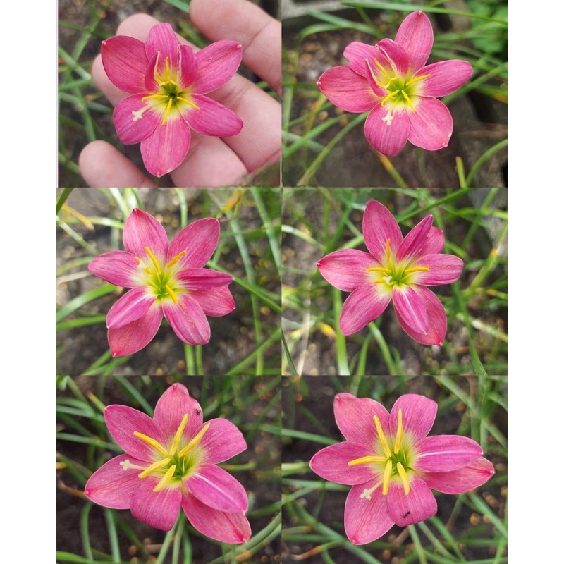 Rain Lily Red Rabbit