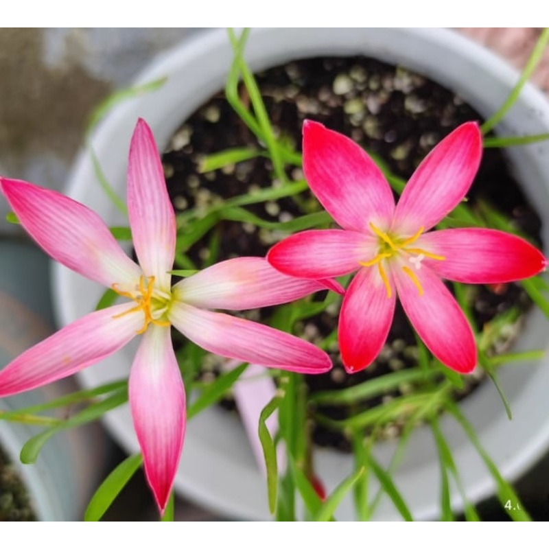 Rain Lily Red Twinkle
