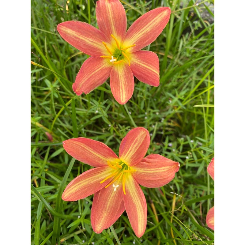 Rain Lily Rustic Ray