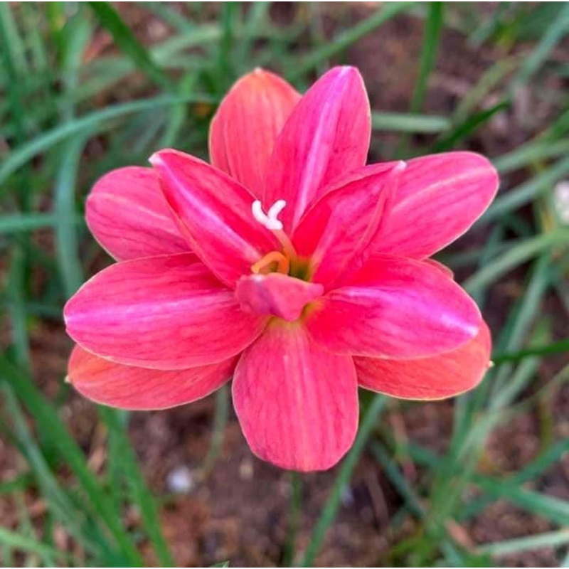 Rain Lily Sakunaphon