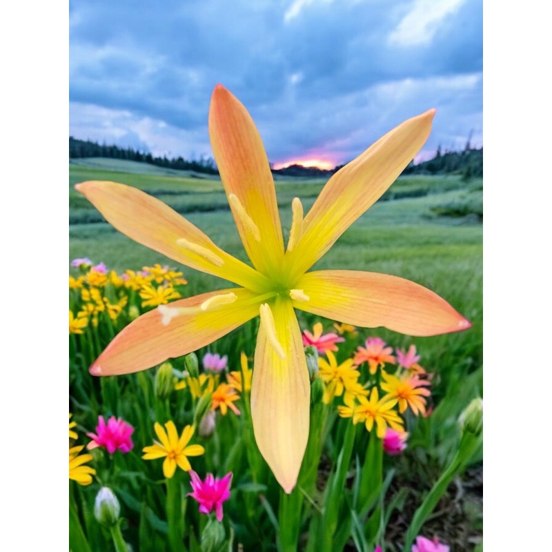 Rain Lily San Antonio