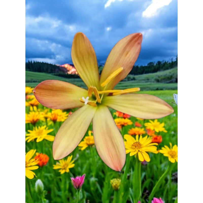 Rain Lily Sandalwood
