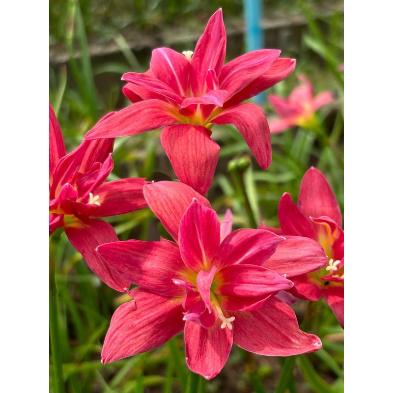 Rain Lily Sarapee Red