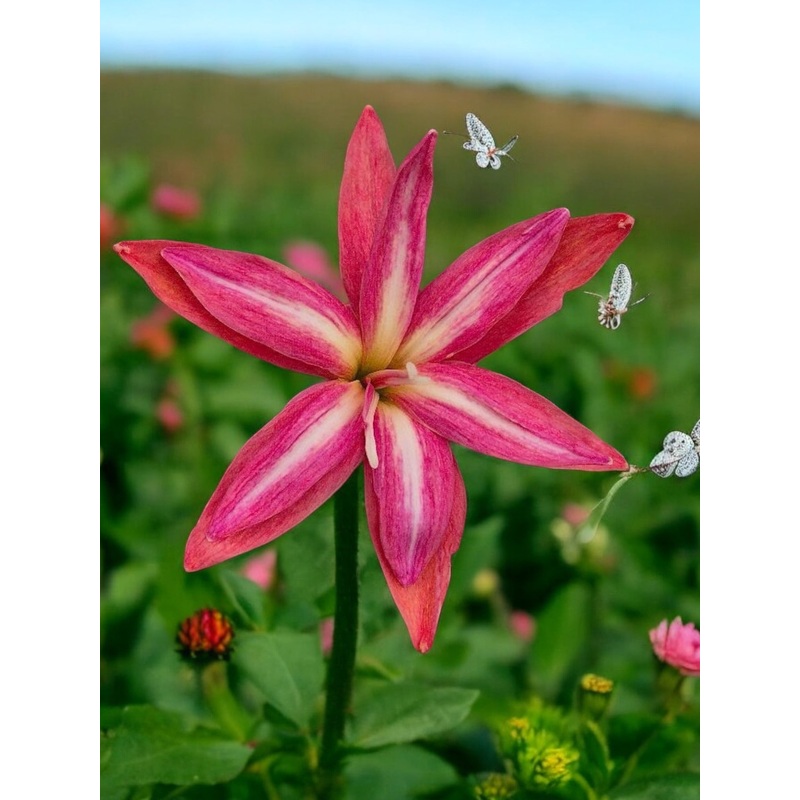 Rain Lily Shizuka