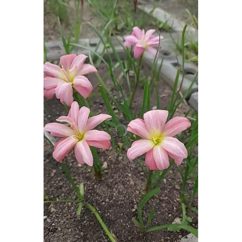Rain Lily Silapink
