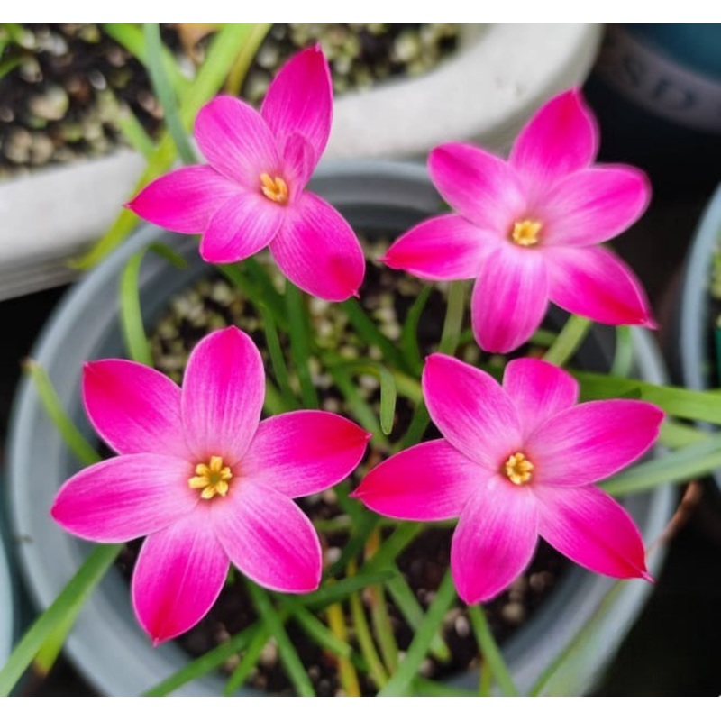 Rain Lily Small Neon