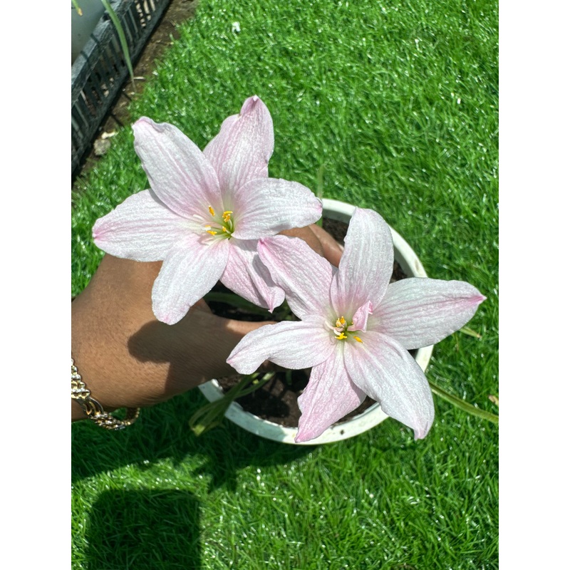 Rain Lily Small Rose