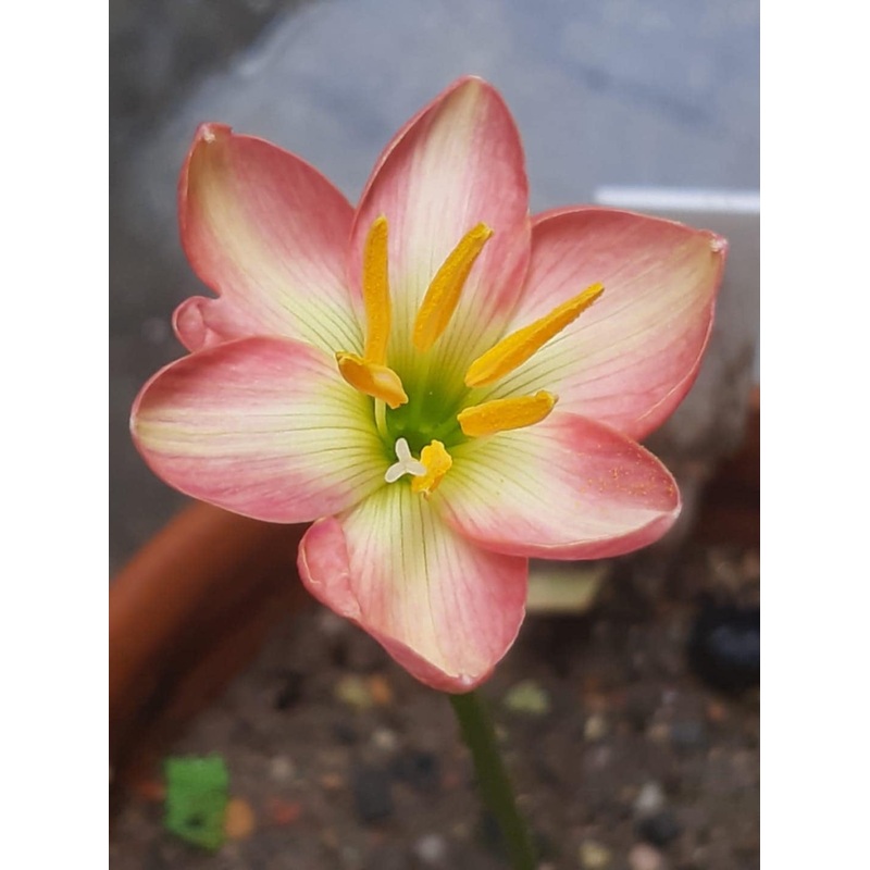 Rain Lily Straberry Splash