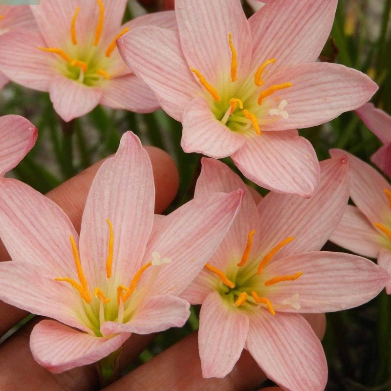 Rain Lily Sweet Bride