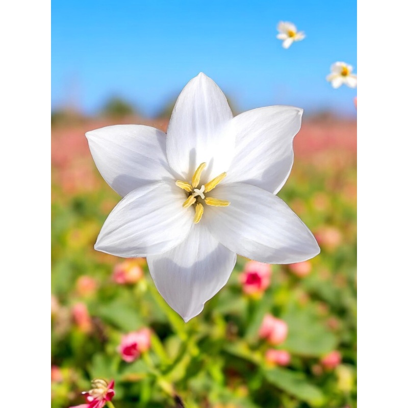 Rain Lily Sweet Cherub