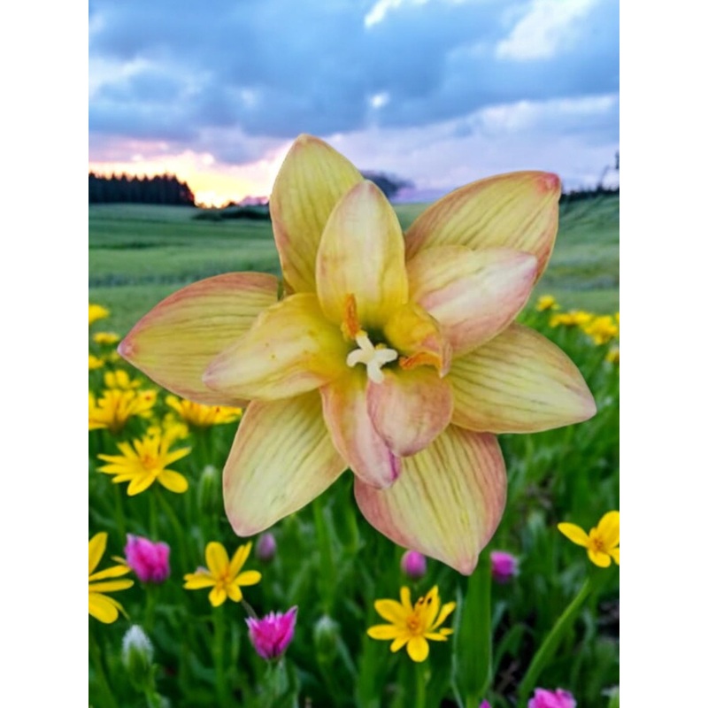 Rain Lily Thong Khum