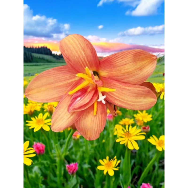 Rain Lily Thong Kwao