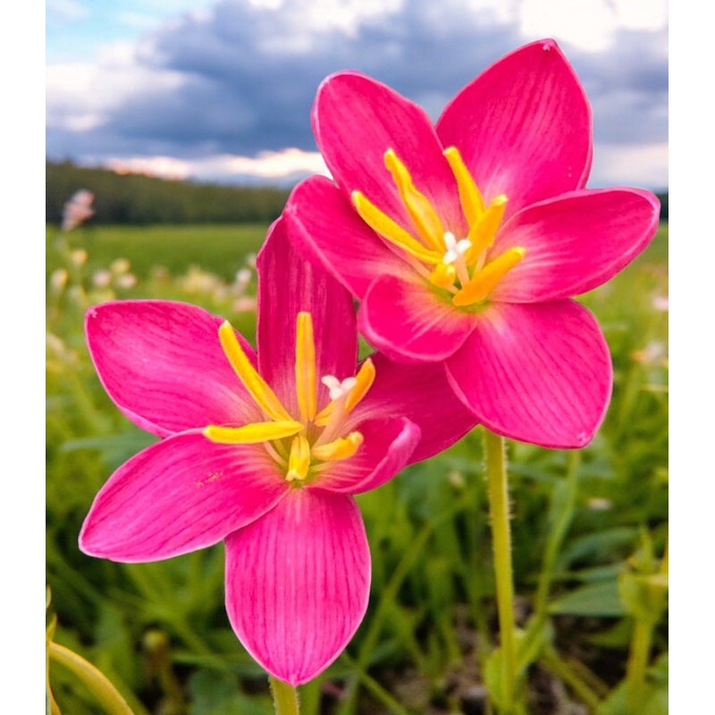 Rain Lily Vintage Rose 200