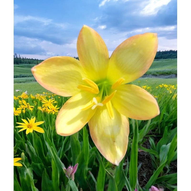 Rain Lily Yellow Mud