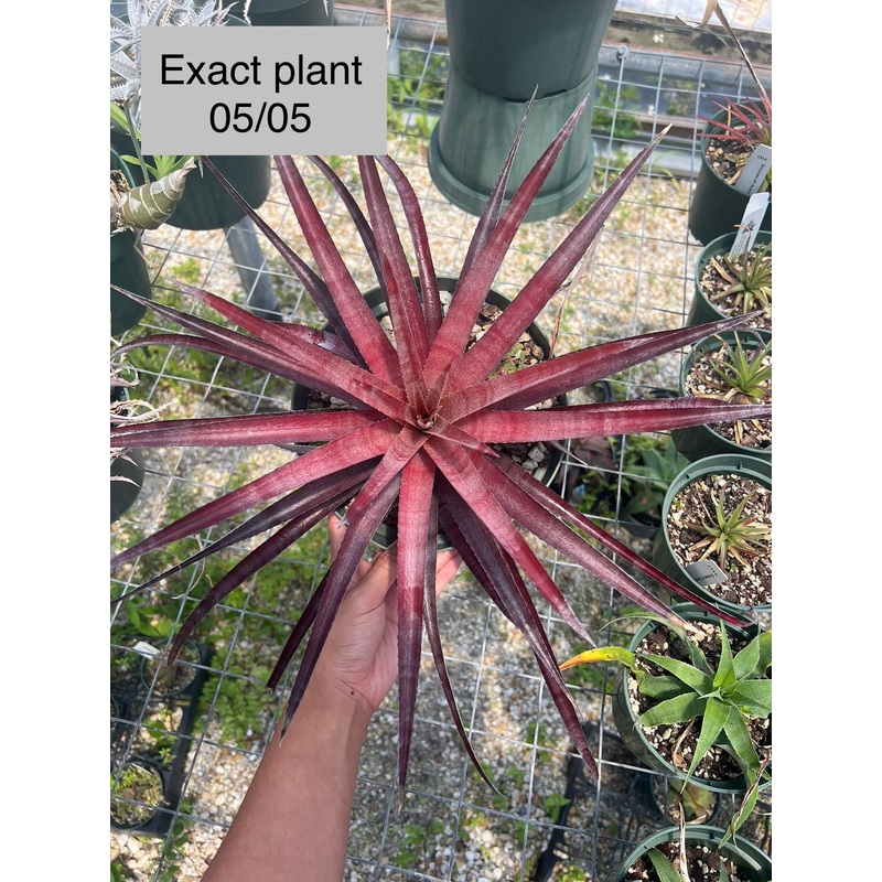 x Sincoraechmea ‘Grink’|8-inch Pot