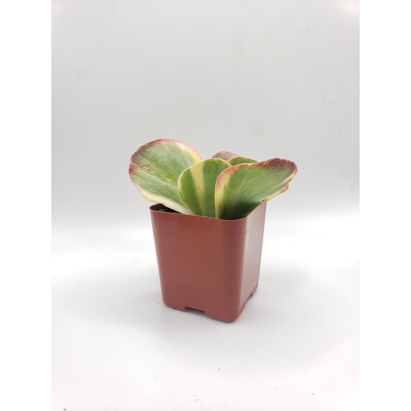 #100 Kalanchoe Flapjack Variegated