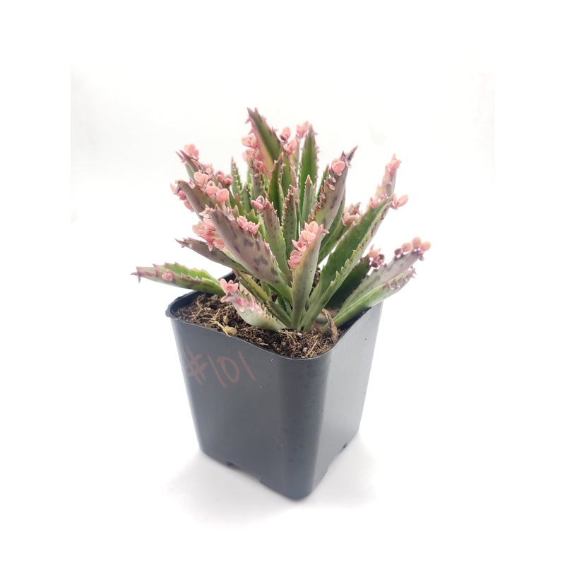 #101 Kalanchoe pink butterflies