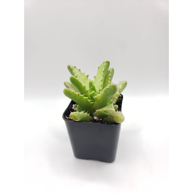 #103 Variegated Faucaria Tiger Jaw