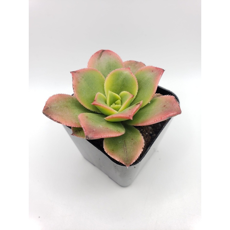 #105 Aeonium Kiwi