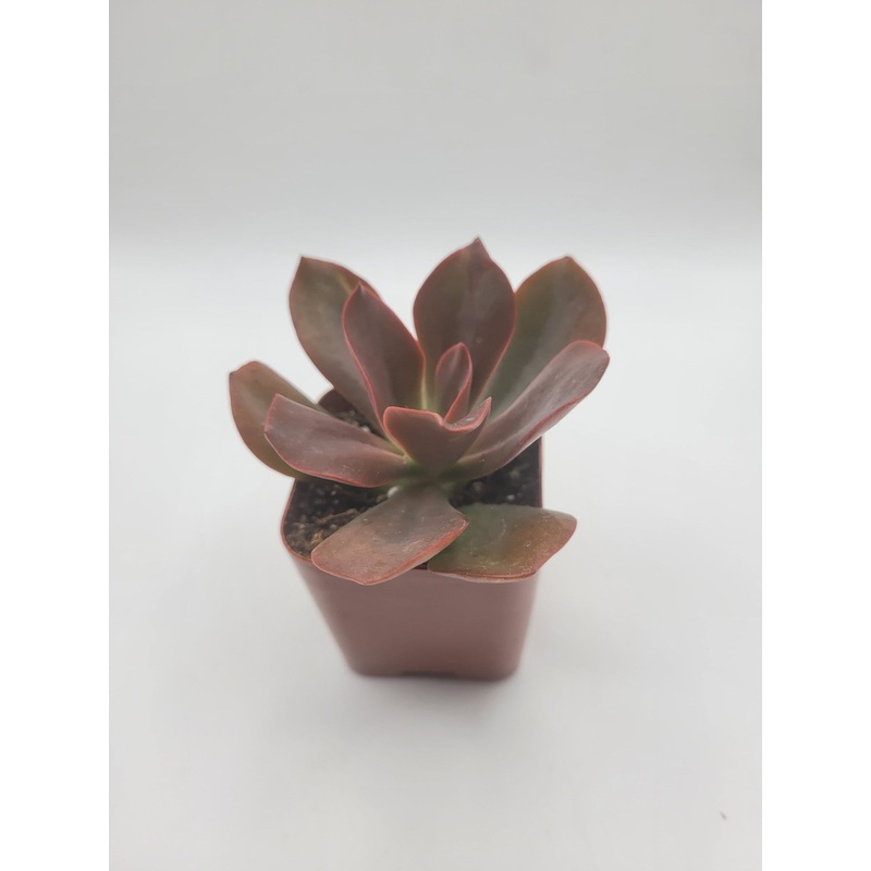 #106 Echeveria