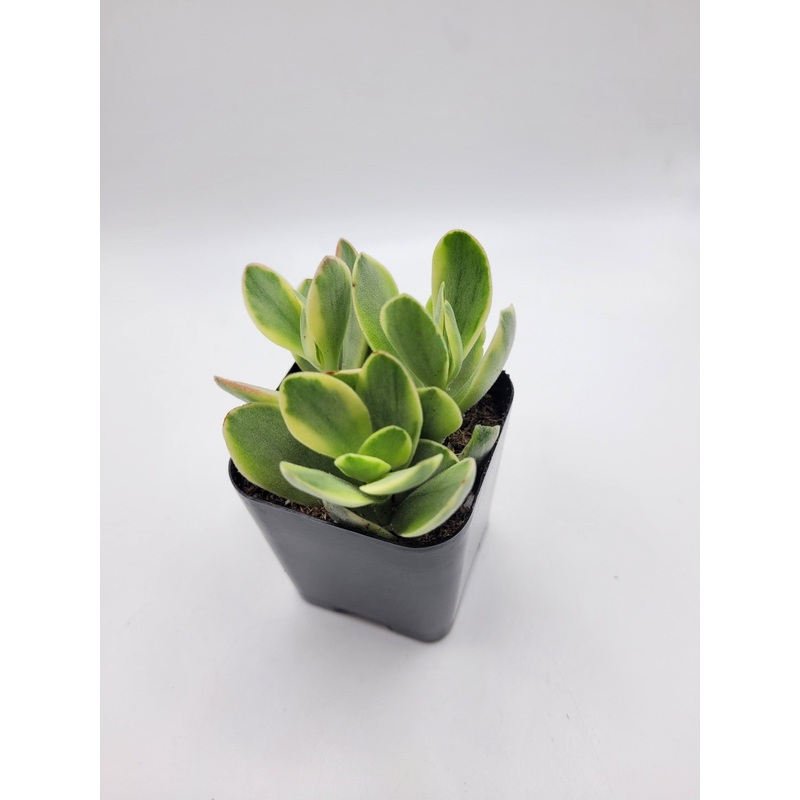 #107 Crassula Atropurpurea Muirii Variegata