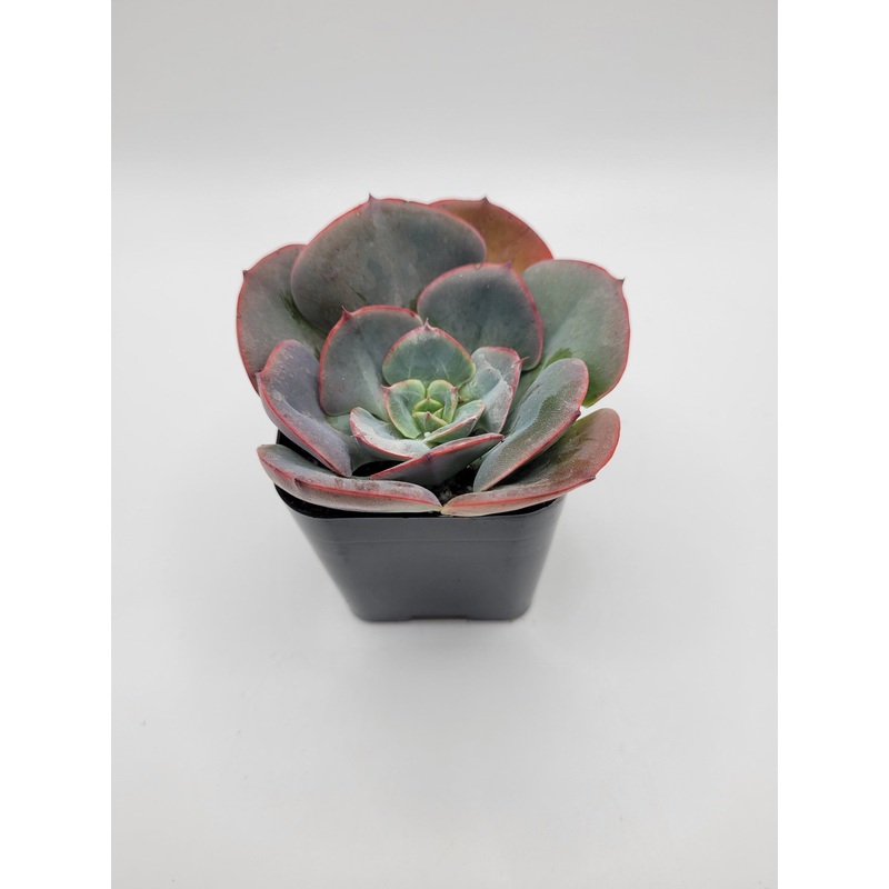 #108 Pink Mexensis Zaragosa Hybrid