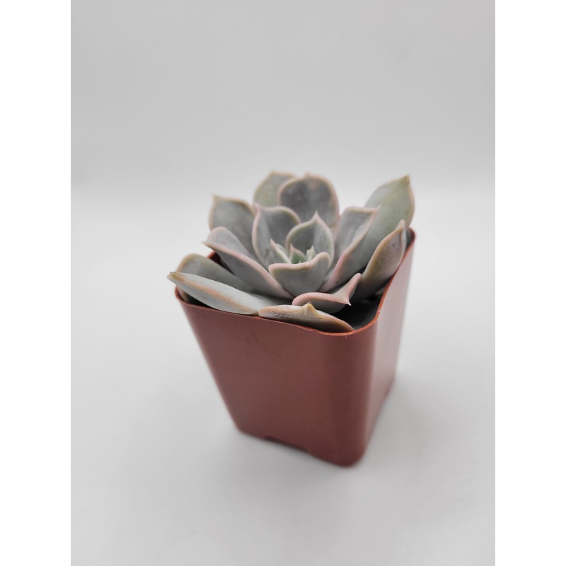 #109 Echeveria Lilacina aka Ghost Echeveria