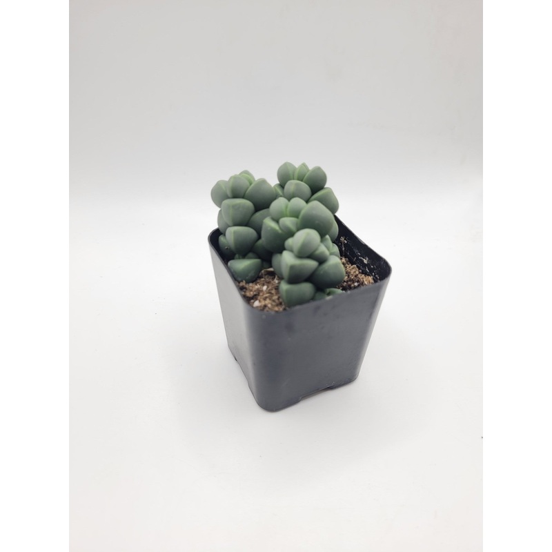 #110 Corpuscularia Lehmannii 2
