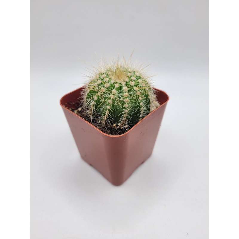 #12C  Balloon Cactus 2