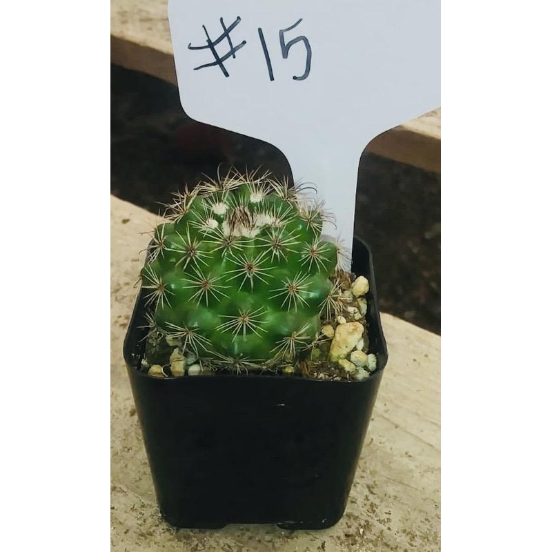 #15C Thelocactus 2