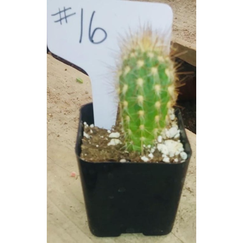 #16c 2 Pilosocereus Gounellei