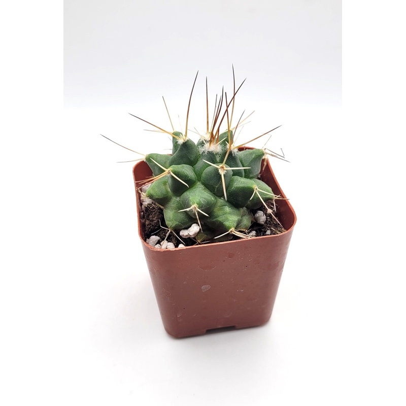 #22C Thelocactus Rinconensis 2