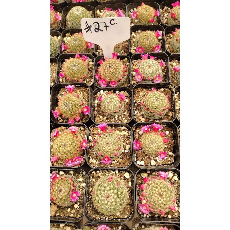 #27c Powder Puff Mammillaria Bocasana