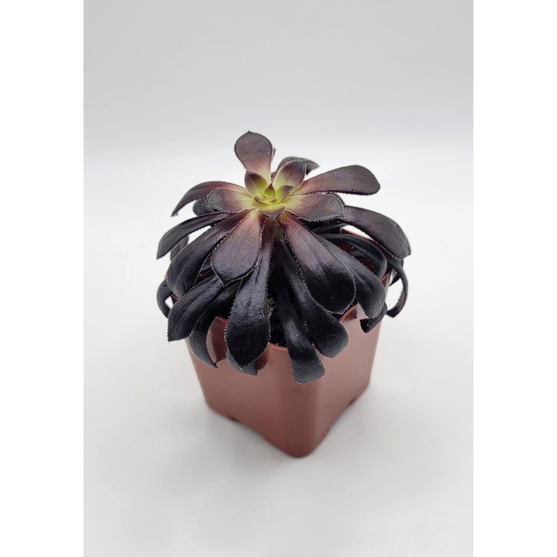 #29 Black Aeonium