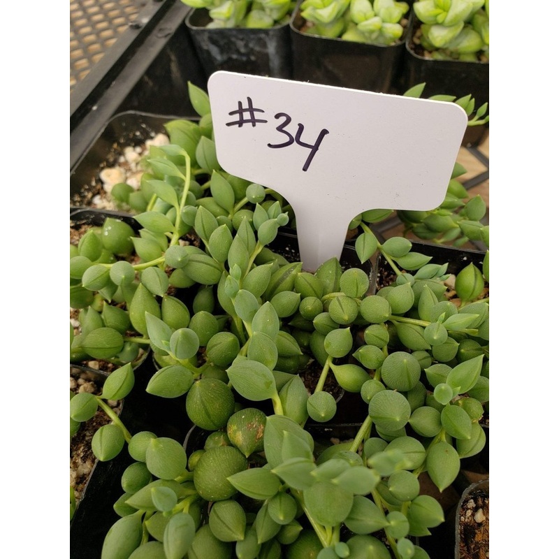 #34 Senecio teardrops