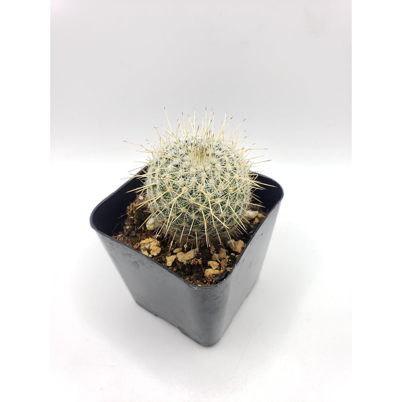 #37c 2 mammillaria celsiana