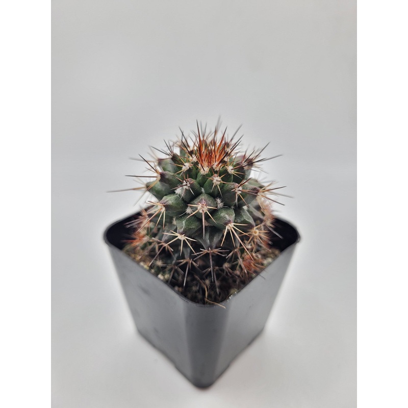 #39c 2 Mammillaria Tesopacensis