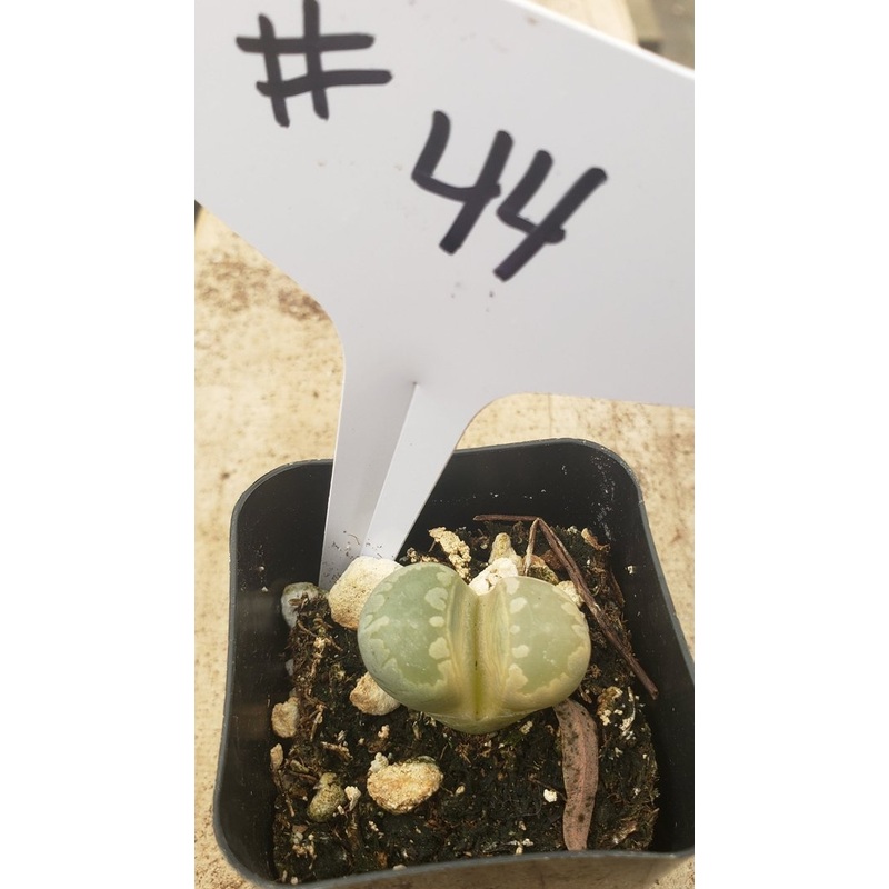#44 Lithop Living Stone