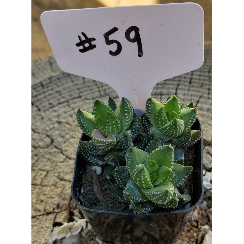 #59 Haworthia coarctata