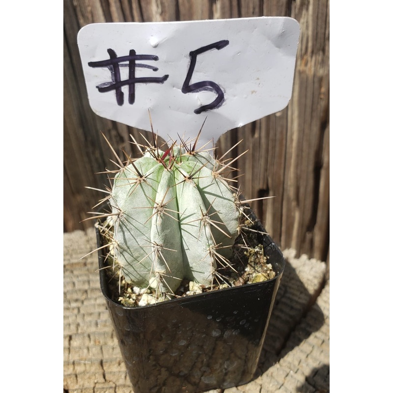 #5C Polaskia chichipe 2