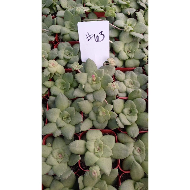 #63  Crassula orbicularis