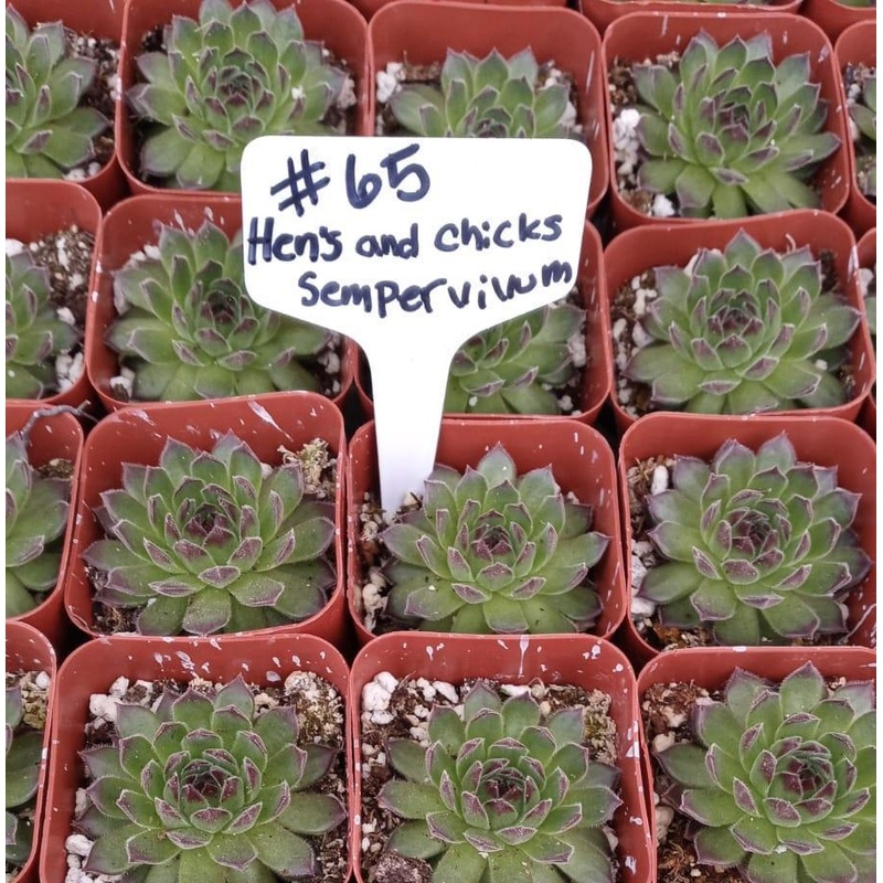 #65  Hens and Chicks – Sempervivum