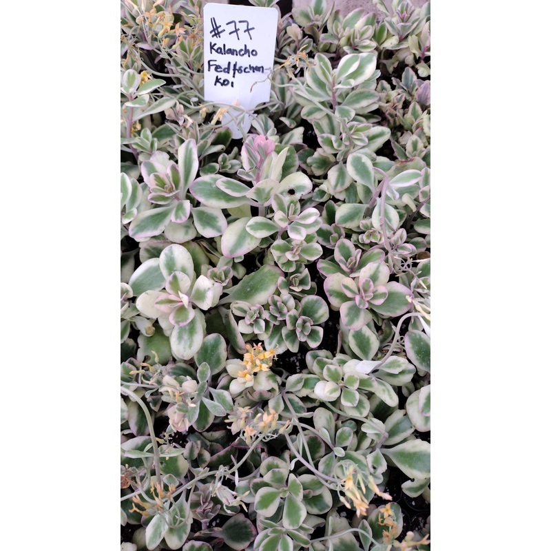 #77 kalanchoe Fedtschenkoi