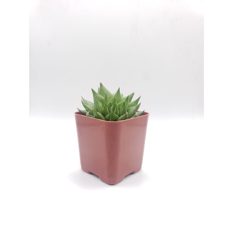 #96 Haworthia