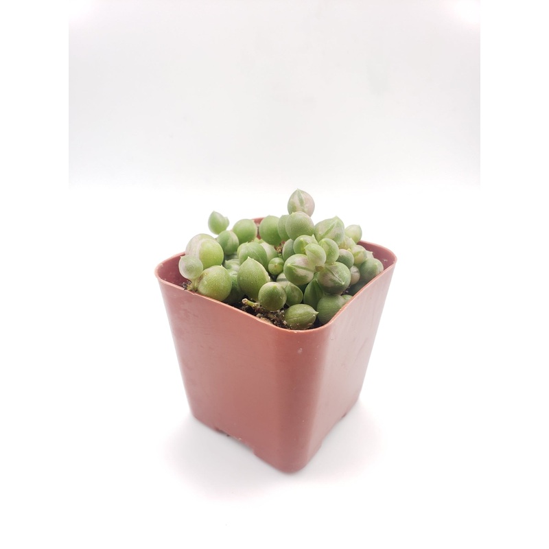 #97 Sencio Variegated String of Pearls